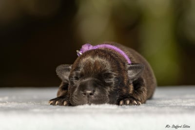 CHIOT 5 - Staffordshire Bull Terrier