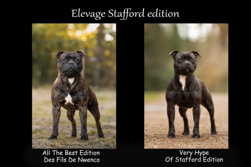 Staffordshire Bull Terrier - Of Stafford Edition