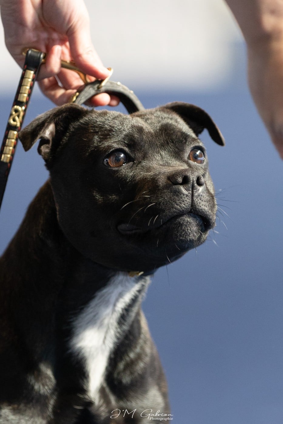 Very Hype Of Stafford Edition - 2E EXC CLASSE JEUNE