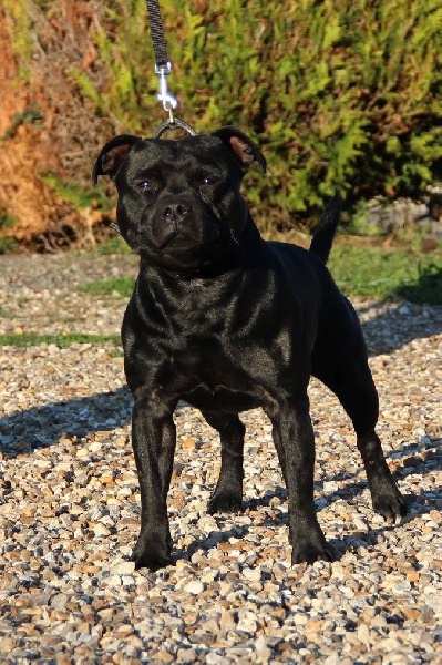 Inmate Von damon der dunkelkraft - 1 er Excellent + RCACS