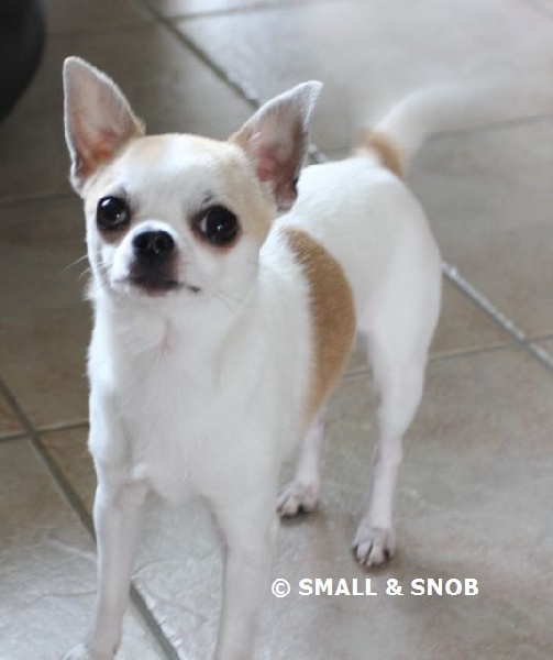 Publication : Small And Snob Auteur : Vieren