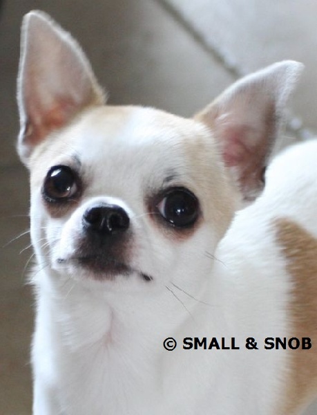 Publication : Small And Snob Auteur : Vieren