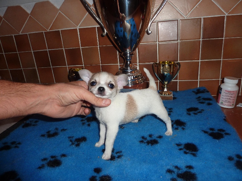 Publication : Small And Snob Auteur : Vieren