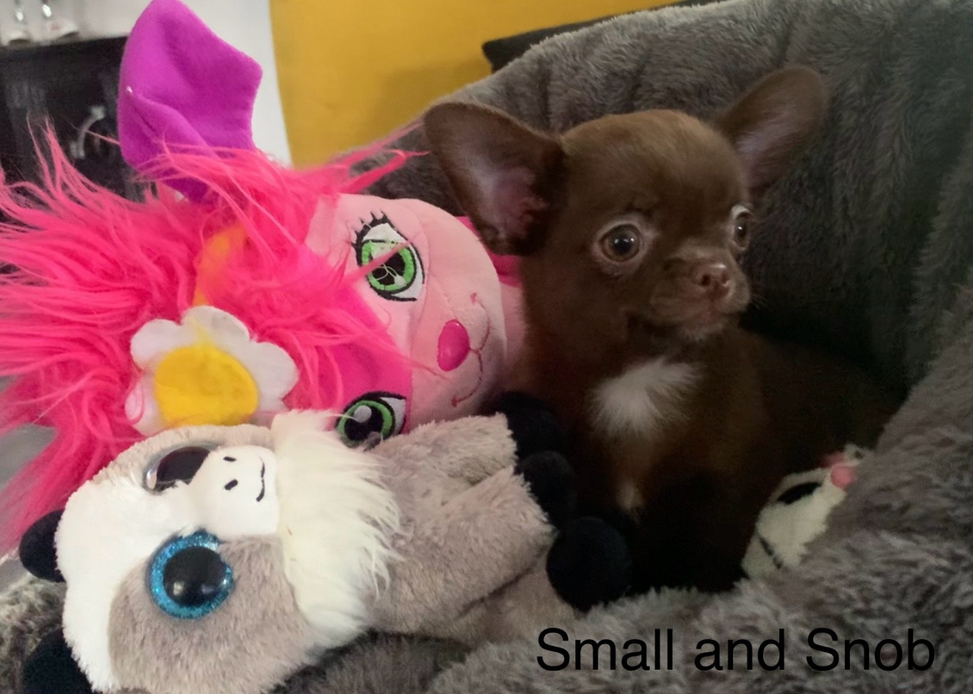 Petite Puce Chocolat