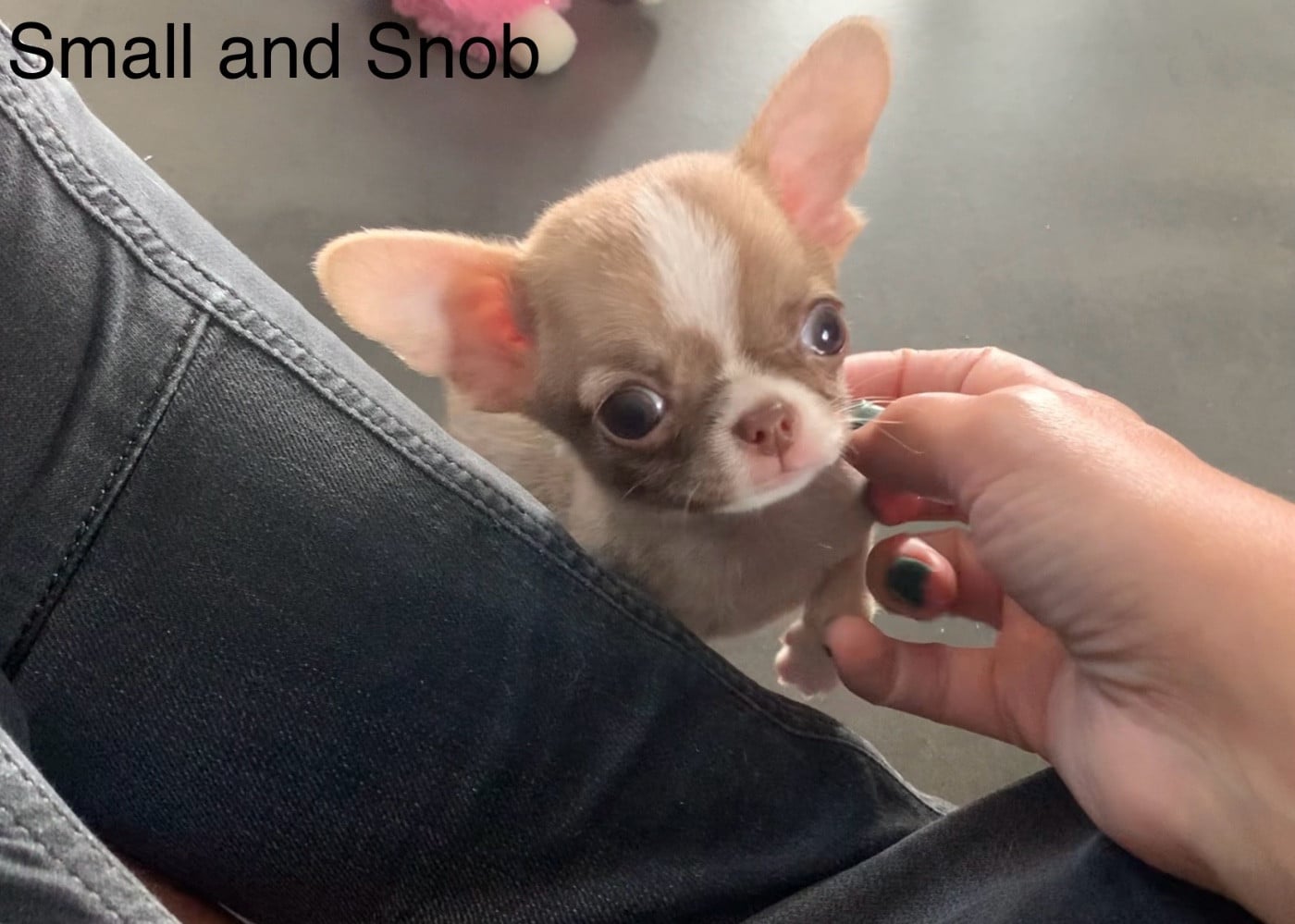 Petit bonhomme Panaché