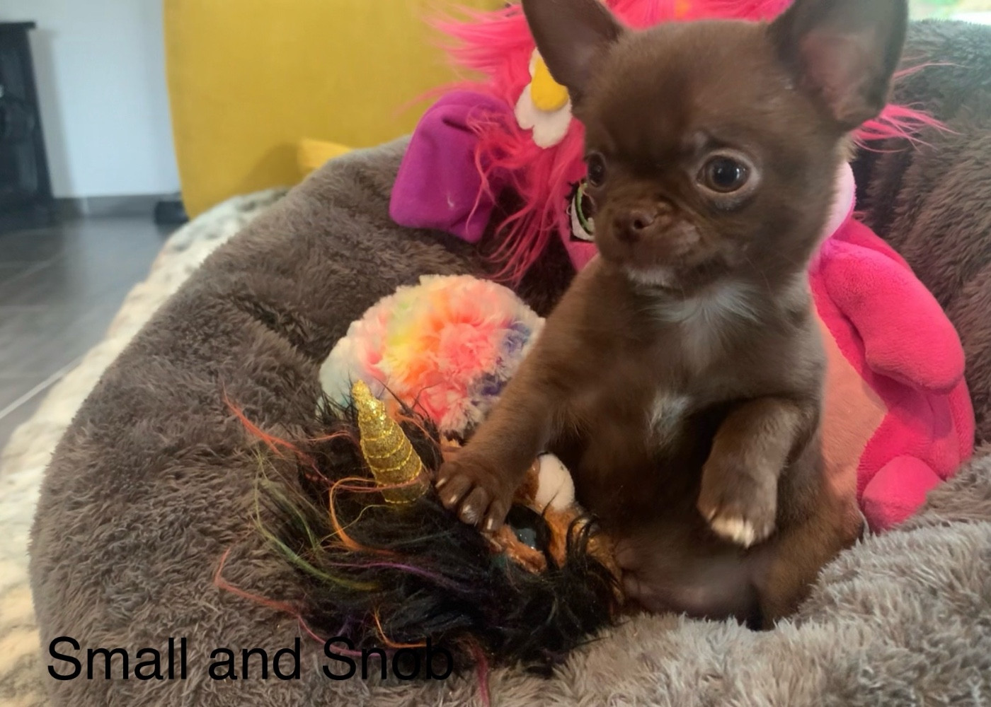 Petit bonhomme Chocolat