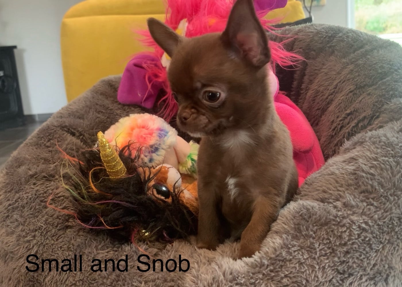 Petit bonhomme Chocolat