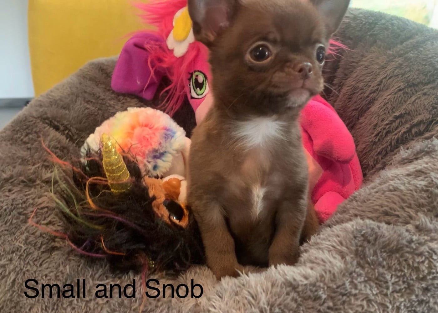 Petit bonhomme Chocolat