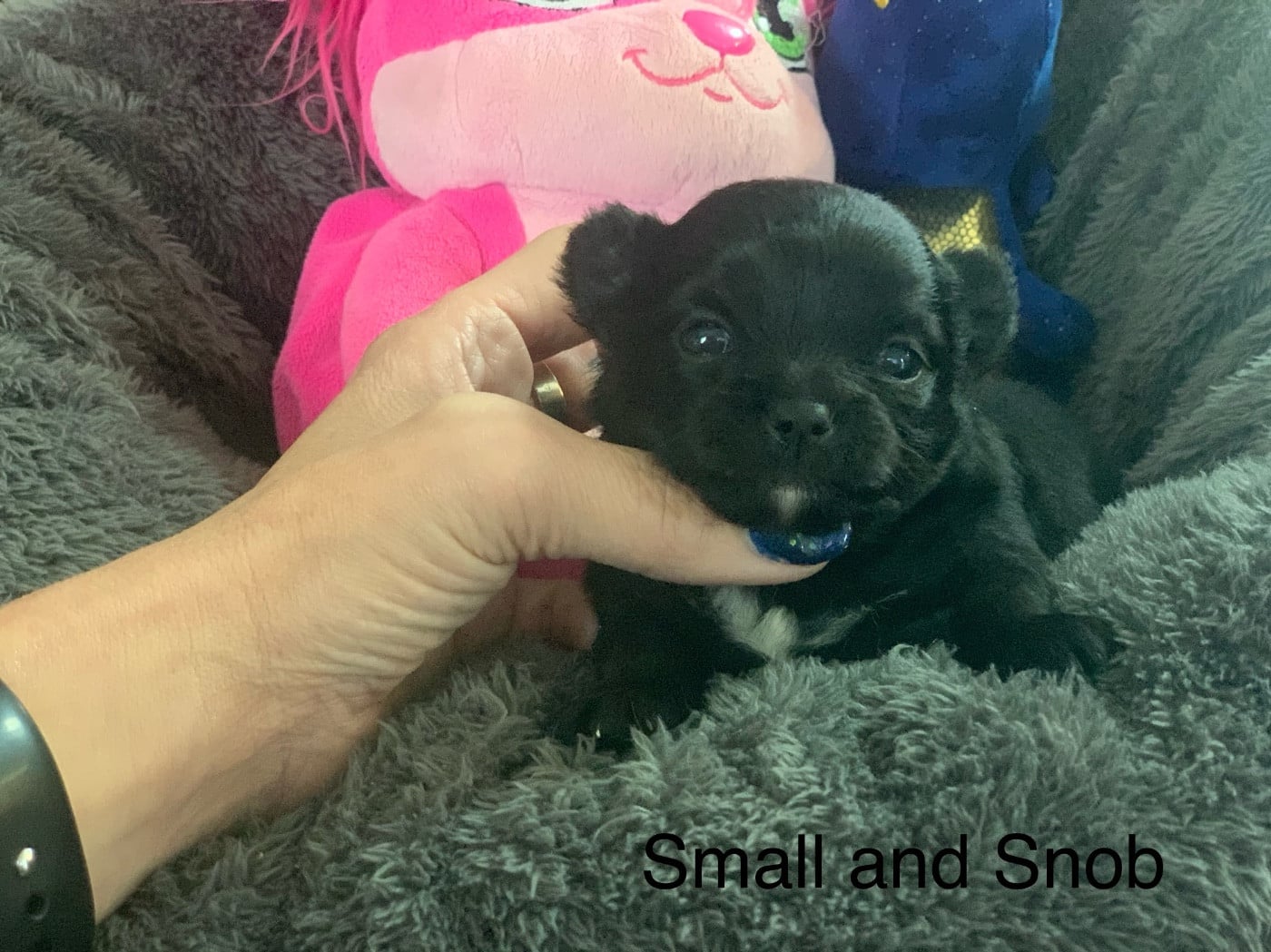 Petit bonhomme poil long noir