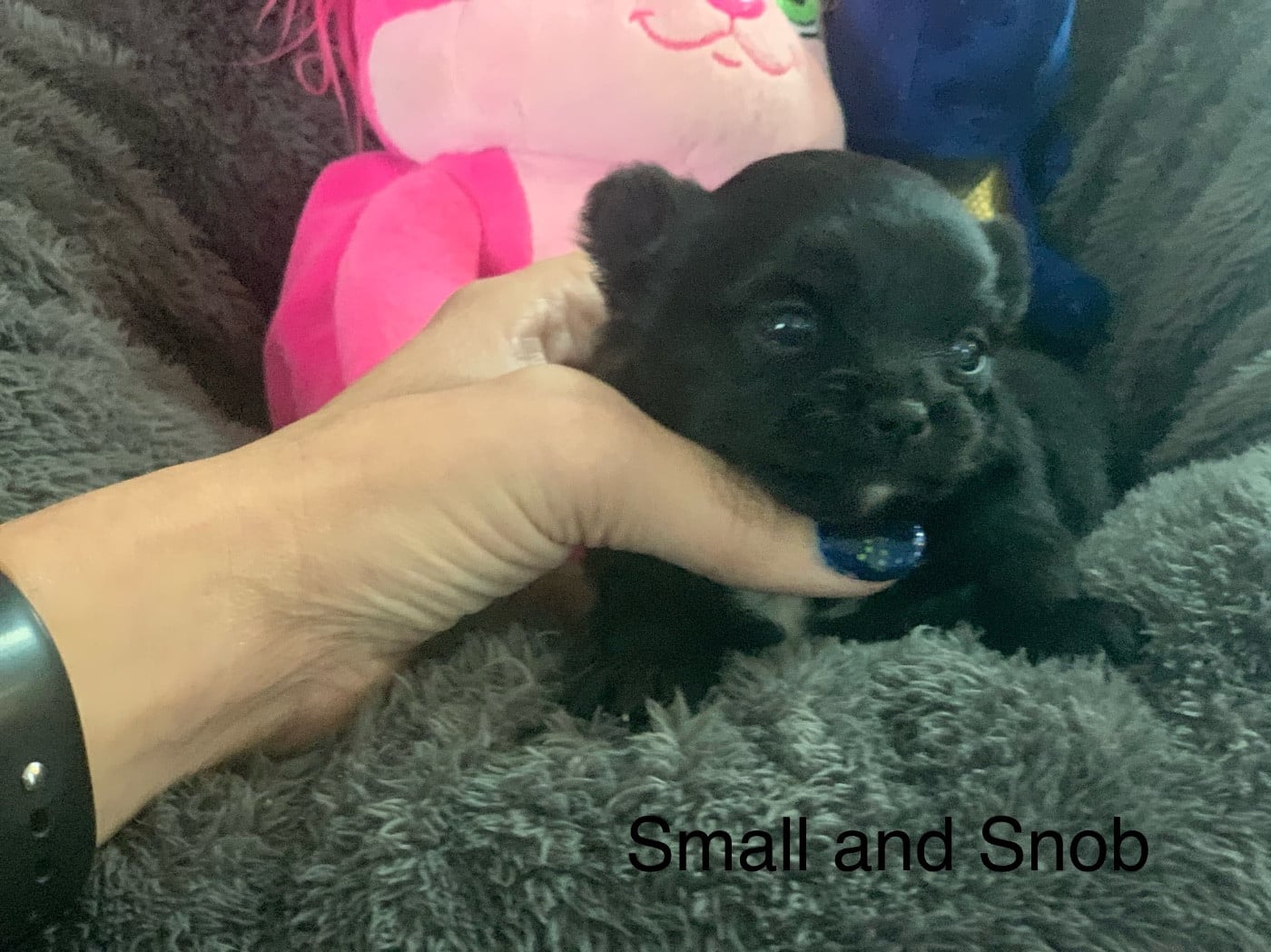 Petit bonhomme poil long noir