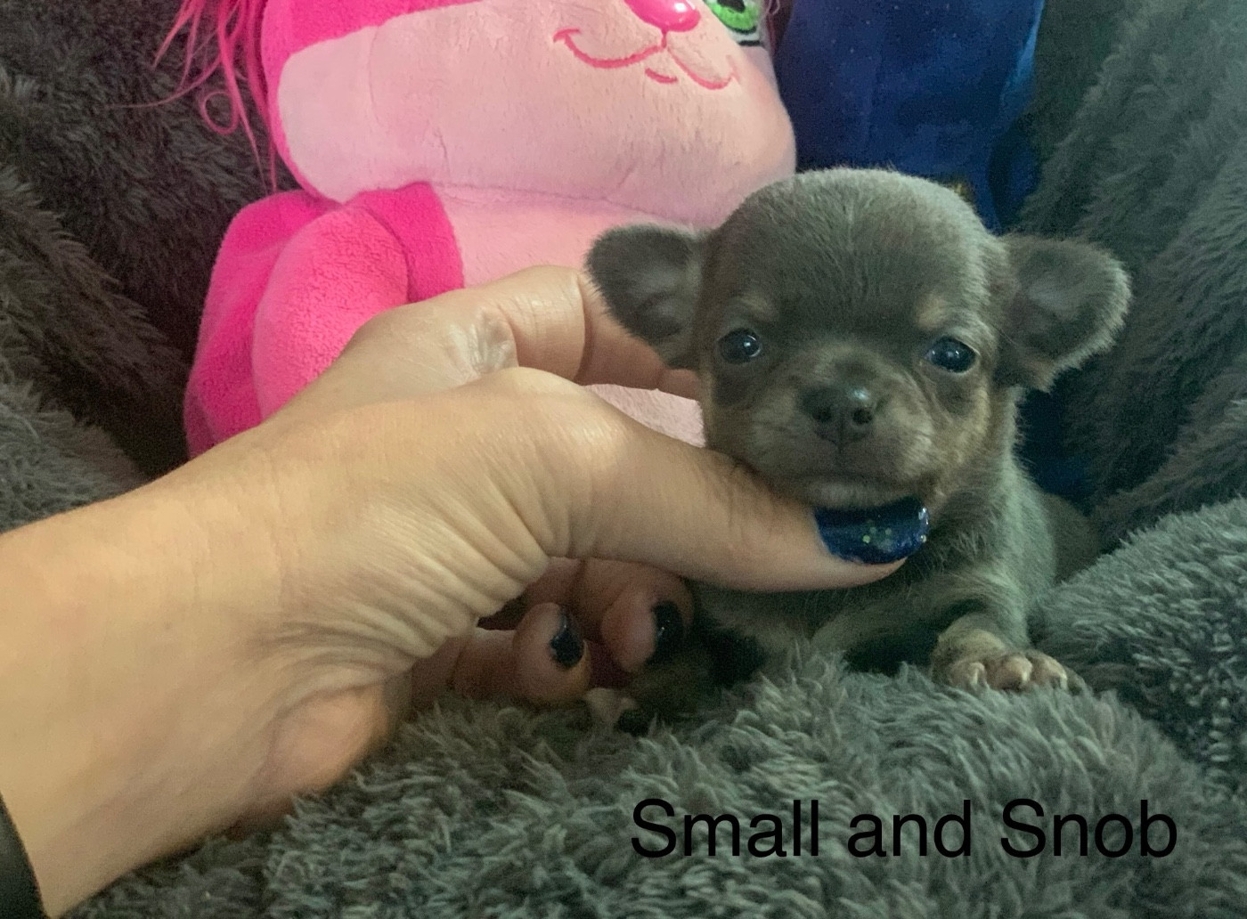 Petite puce bleu et tan bringé