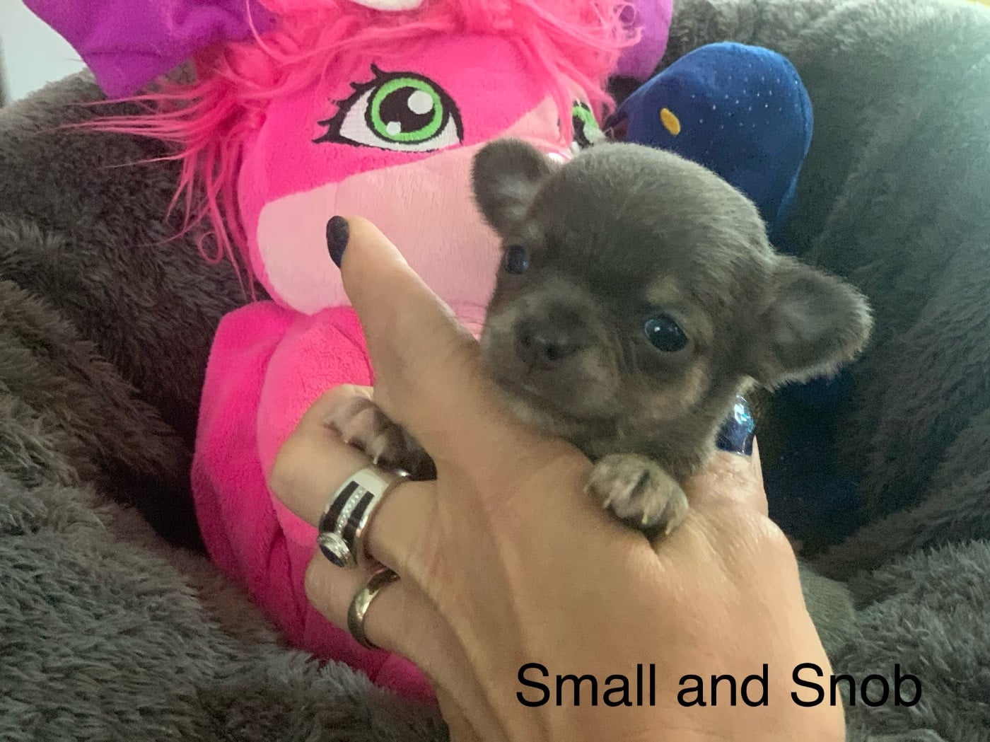 Petite puce bleu et tan bringé