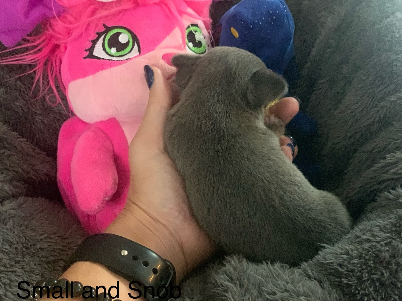 Petite puce bleu et tan bringé