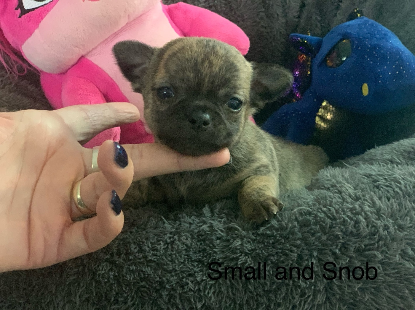 Petit bonhomme bringé