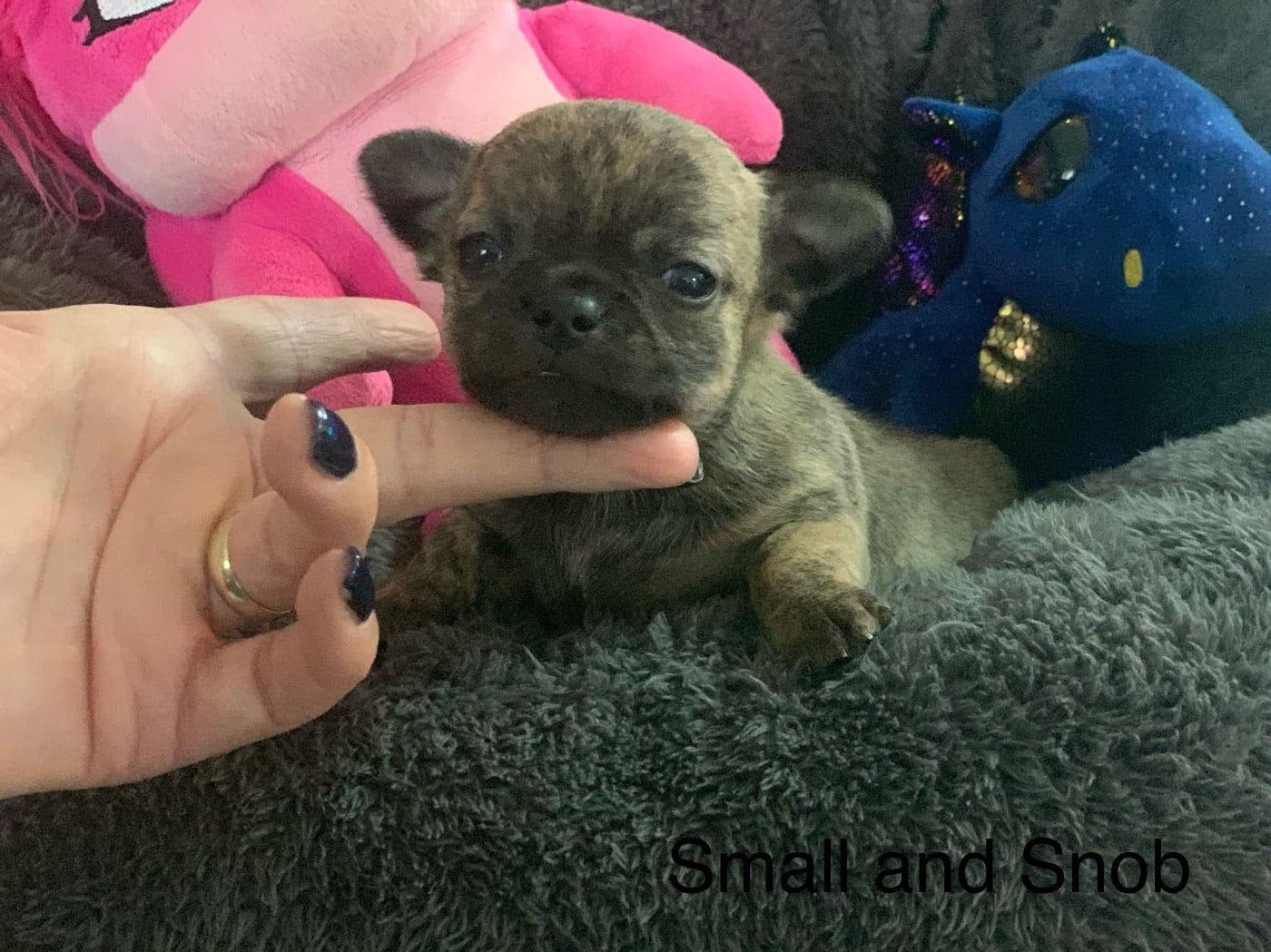 Petit bonhomme bringé