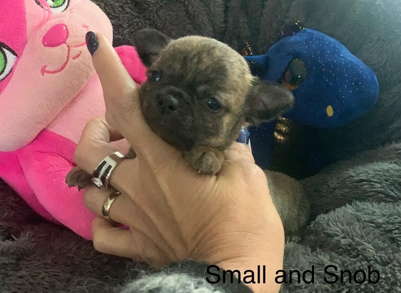 Petit bonhomme bringé