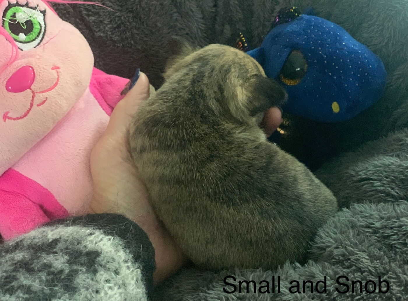 Petit bonhomme bringé