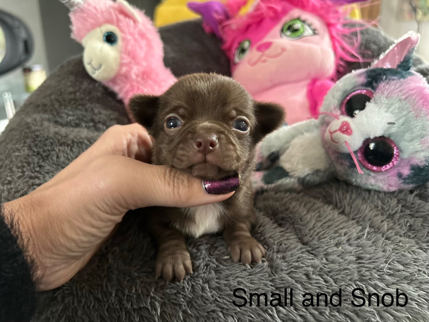 Petit Bonhomme Choco