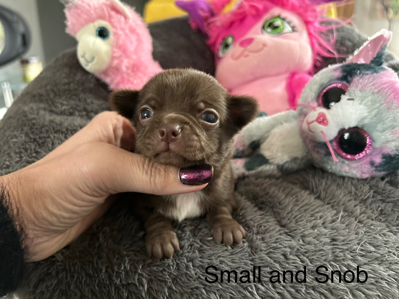 Petit Bonhomme Choco