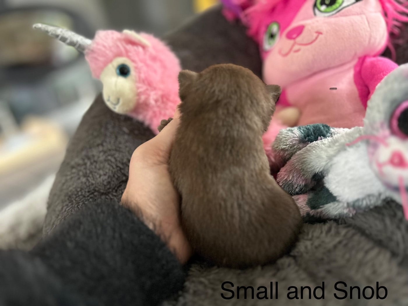 Petit Bonhomme Choco