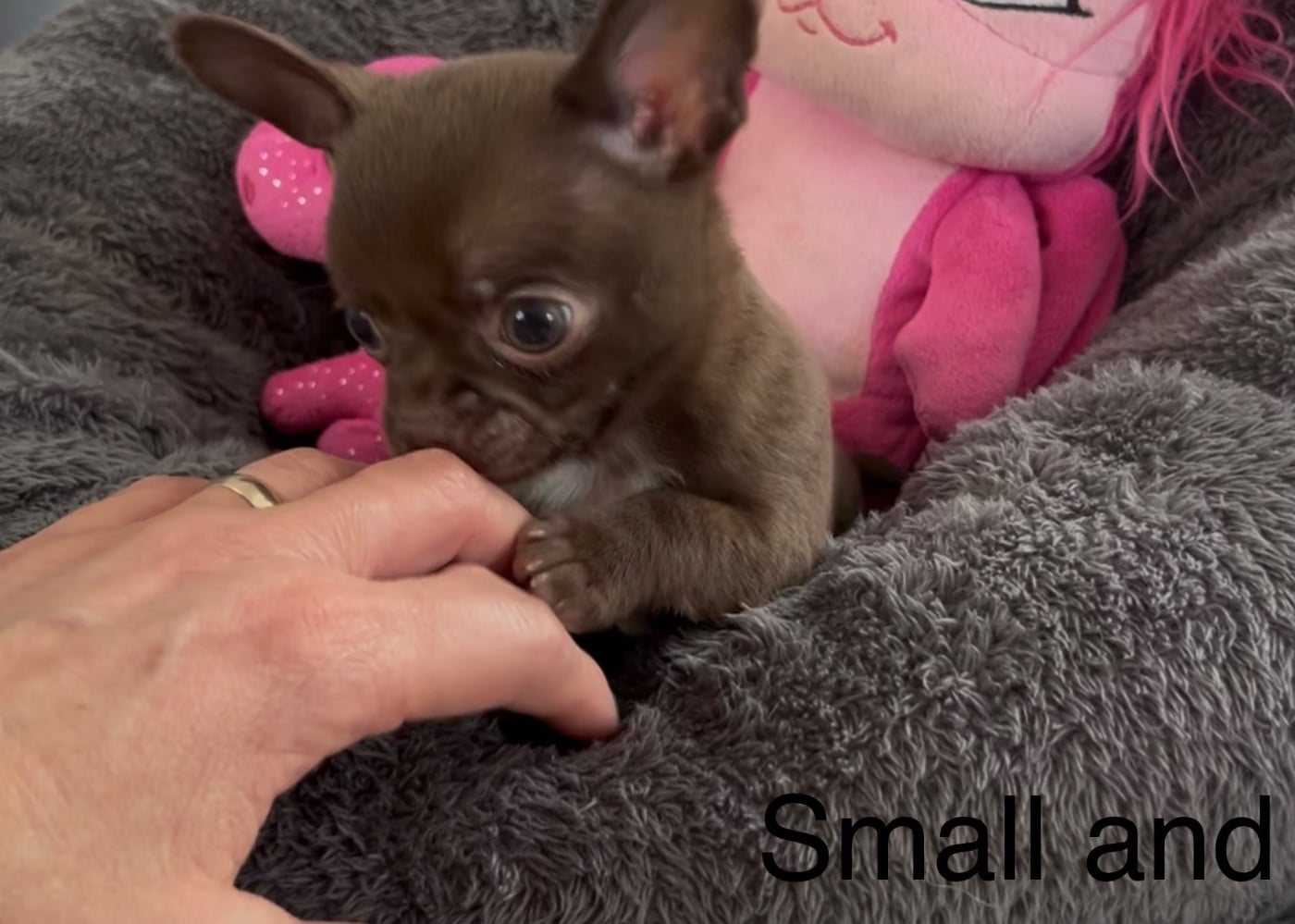 Petit Bonhomme Choco