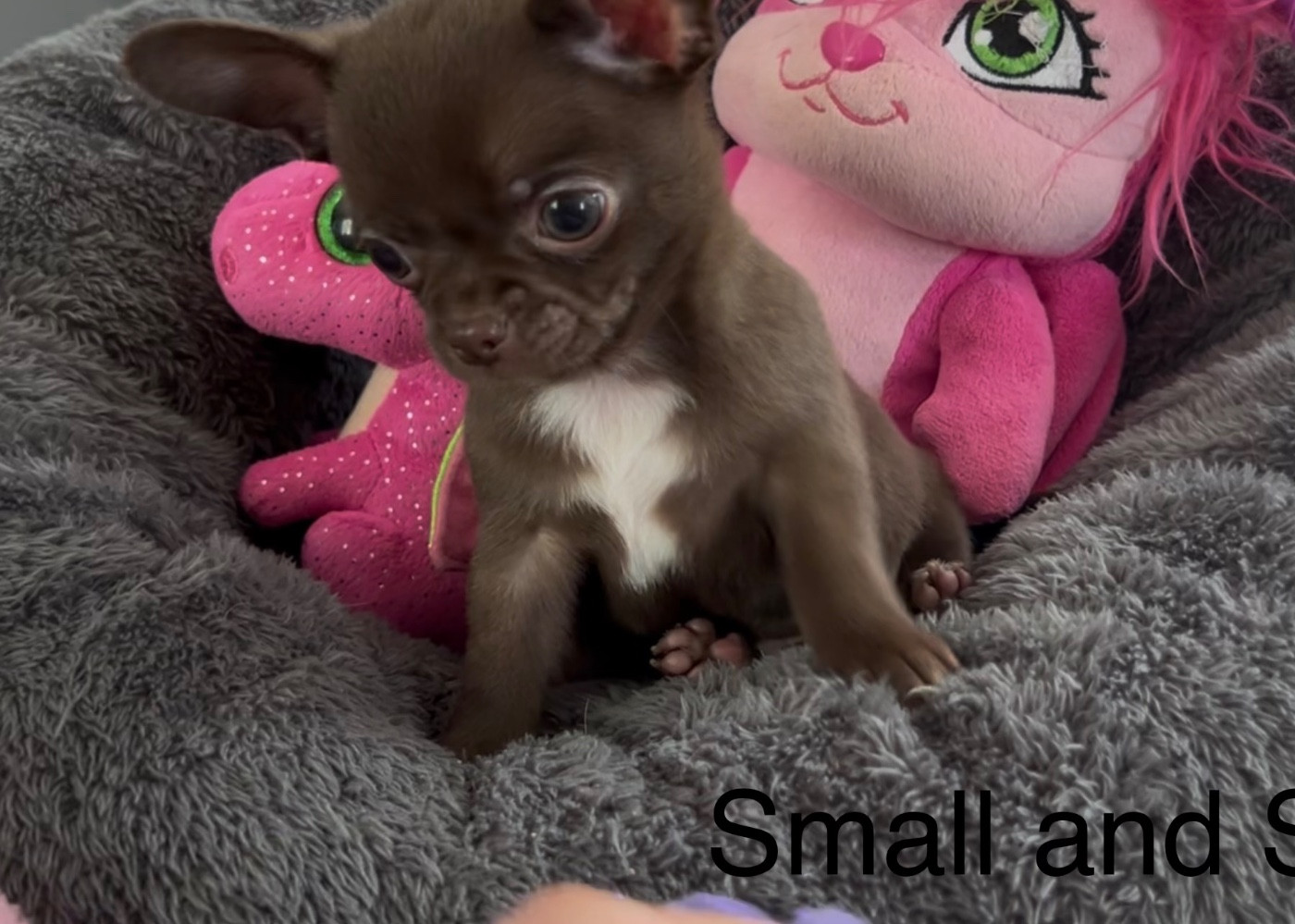 Petit Bonhomme Choco