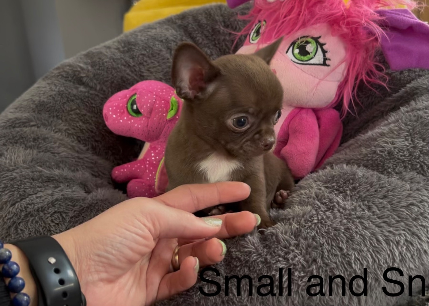 Petit Bonhomme Choco