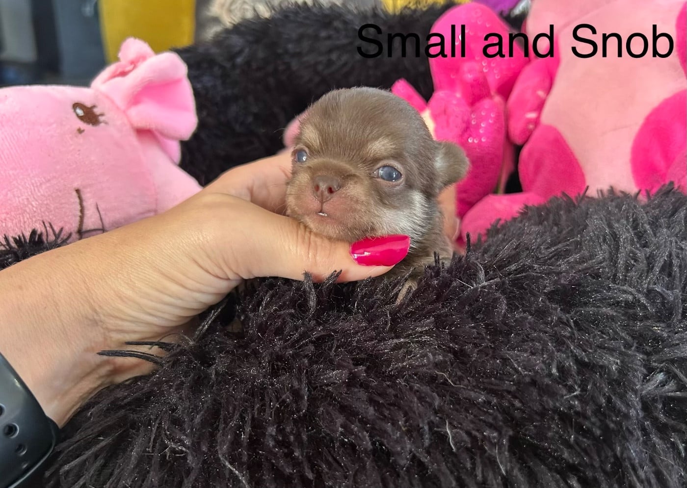 Miniature Choco & Tan