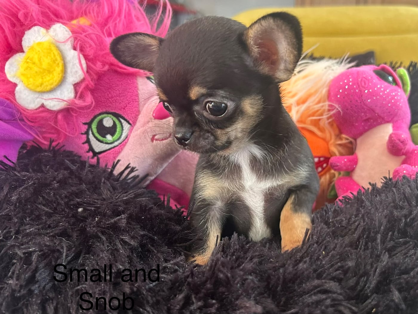 Réservée Bianca - Chihuahua