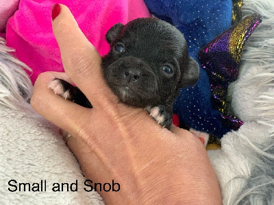 Chihuahua - Small And Snob  - Small And Snob