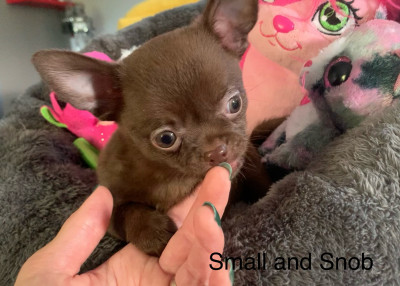 Les chiots de Chihuahua