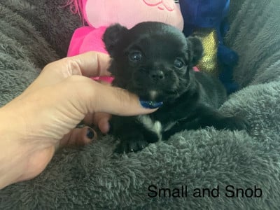 Les chiots de Chihuahua