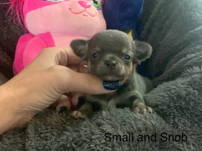 Les chiots de Chihuahua