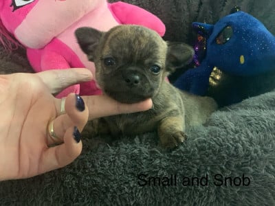 Les chiots de Chihuahua