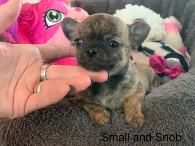 Les chiots de Chihuahua