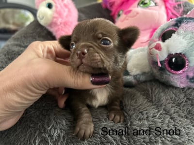 Les chiots de Chihuahua