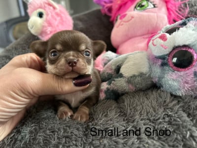 Les chiots de Chihuahua