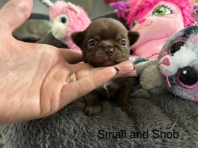 Les chiots de Chihuahua