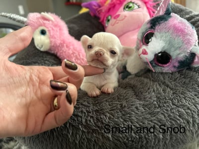 Les chiots de Chihuahua