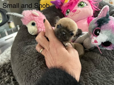 Les chiots de Chihuahua