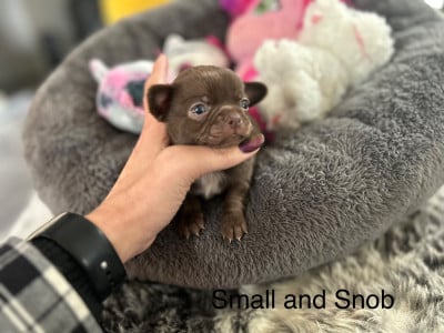 Les chiots de Chihuahua