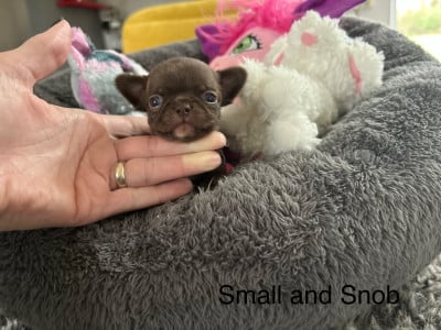 Les chiots de Chihuahua