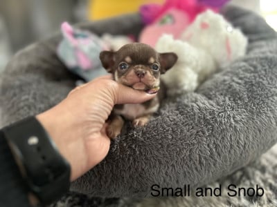 Les chiots de Chihuahua