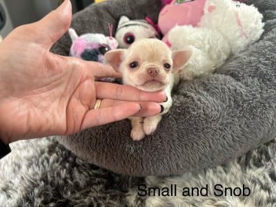 Les chiots de Chihuahua