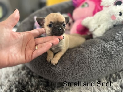 Les chiots de Chihuahua