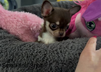 Les chiots de Chihuahua