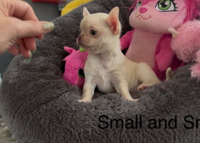 Les chiots de Chihuahua