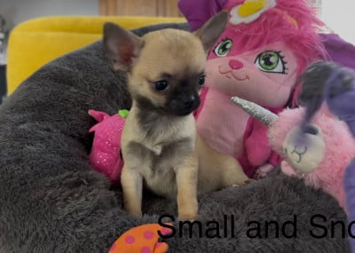 Les chiots de Chihuahua