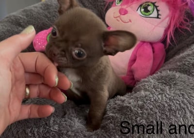 Les chiots de Chihuahua