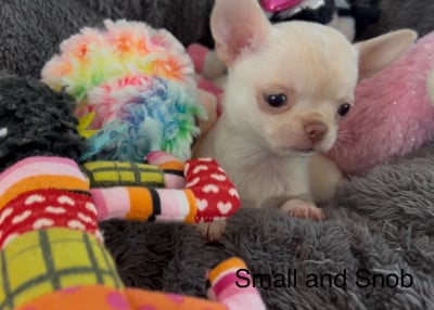 Petite Puce - Chihuahua